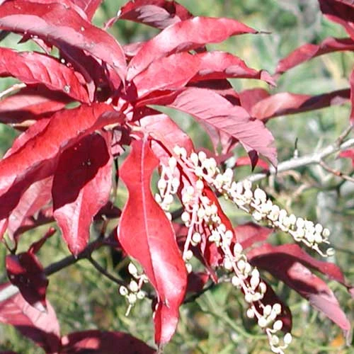 Oxydendrum Arboreum 11 Oxydendrum Arboreum - Image 9