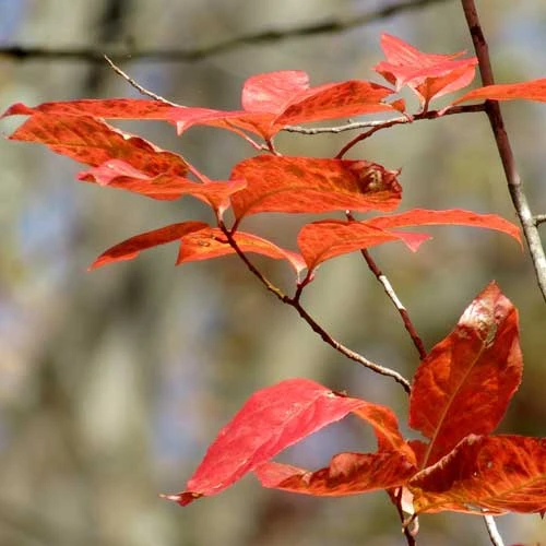 Oxydendrum Arboreum 8 Oxydendrum Arboreum - Image 6