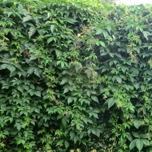 Parthenocissus Quinquefolia - Virginia Creeper 4 Parthenocissus Quinquefolia - Virginia Creeper - Image 2