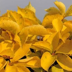 Parthenocissus Quinquefolia Yellow Wall -Eco Nest Store Parthenocissus quinquefolia Yellow Wall 02