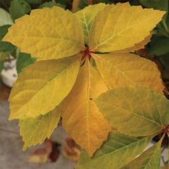 Parthenocissus Quinquefolia Yellow Wall -Eco Nest Store Parthenocissus quinquefolia Yellow Wall 03