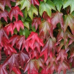 Parthenocissus Tricuspidata Veitchii - Boston Ivy -Eco Nest Store Parthenocissus tricuspidata Veitchii 06