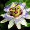 Passiflora Caerulea
