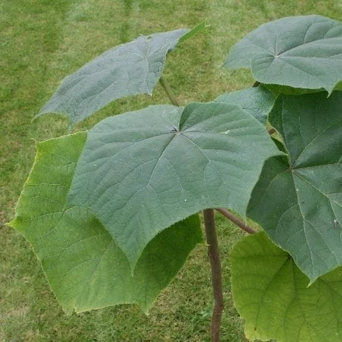 Paulownia Elongata 4 Paulownia Elongata - Image 2