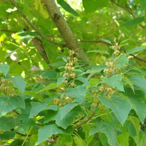 Paulownia Elongata 5 Paulownia Elongata - Image 3