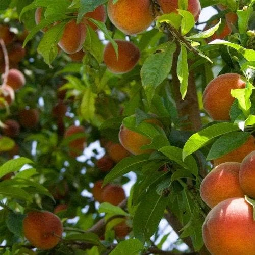 Peach Rochester 4 Peach Rochester - Image 2