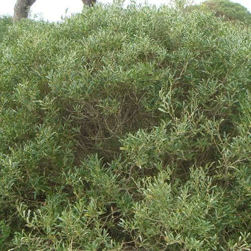 Phillyrea Angustifolia 4 Phillyrea Angustifolia - Image 2