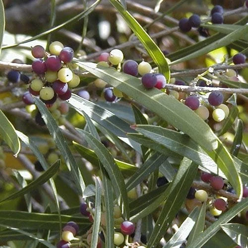 Phillyrea Angustifolia 3 Phillyrea Angustifolia