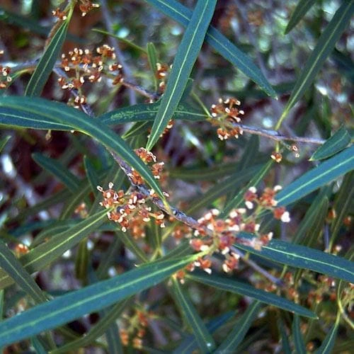 Phillyrea Angustifolia 6 Phillyrea Angustifolia - Image 4