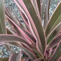 Phormium Pink Stripe -Eco Nest Store Phormium Pink Stripe 03