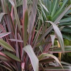 Phormium Pink Stripe -Eco Nest Store Phormium Pink Stripe 04