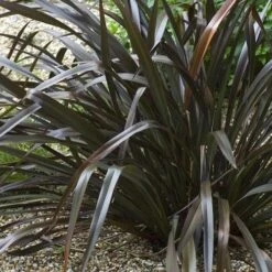 Phormium Platt’s Black -Eco Nest Store Phormium Platts Black 02