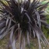 Phormium Platt’s Black