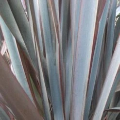 Phormium Platt’s Black -Eco Nest Store Phormium Platts Black 04
