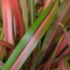 Phormium Jester 1 Phormium Jester -Eco Nest Store Phormium Jester 01