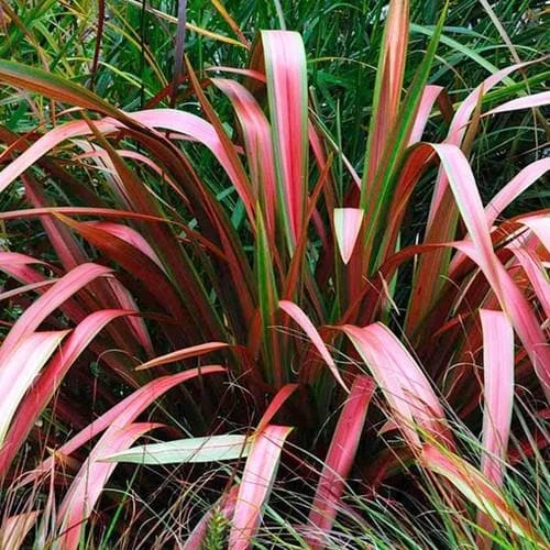 Phormium Jester 4 Phormium Jester - Image 2