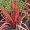 Phormium Margaret Jones 1 Phormium Margaret Jones -Eco Nest Store Phormium MargaretJones 1