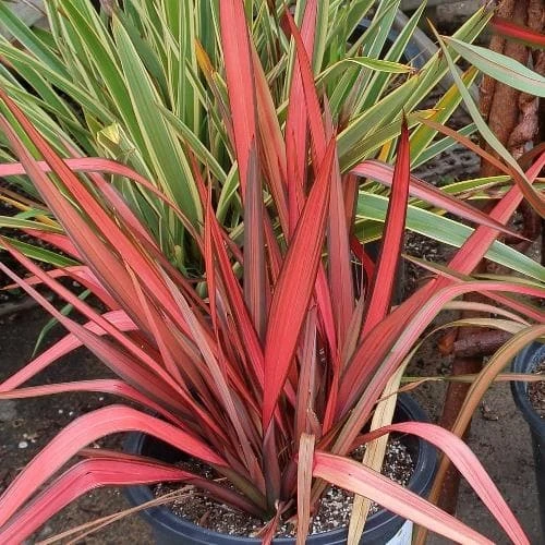 Phormium Margaret Jones 3 Phormium Margaret Jones