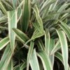 Phormium Tricolor -Eco Nest Store Phormium Tricolor 01x