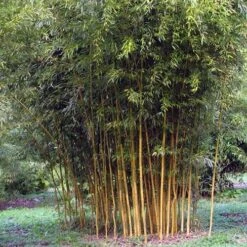 Phyllostachys Aureosulcata Spectabilis