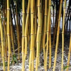 Phyllostachys Aureosulcata Spectabilis -Eco Nest Store Phyllostachys aureosulcata Spectabilis 04