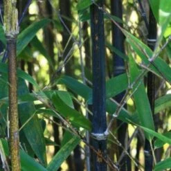 Phyllostachys Nigra Punctata -Eco Nest Store Phyllostachys nigra Punctata 04