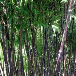 Phyllostachys Nigra Punctata -Eco Nest Store Phyllostachys nigra Punctata 05