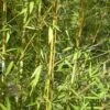 Phyllostachys Aurea