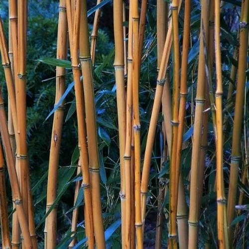 Phyllostachys Aureosulcata Aureocaulis 4 Phyllostachys Aureosulcata Aureocaulis - Image 2