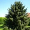 Picea Breweriana - Brewer's Weeping Spruce -Eco Nest Store Picea breweriana 01