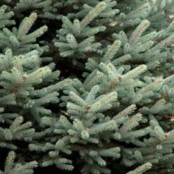 Picea Pungens Fat Albert 9 Picea Pungens Fat Albert -Eco Nest Store Picea pungens Fat Albert 03