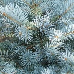 Picea Pungens Fat Albert 11 Picea Pungens Fat Albert -Eco Nest Store Picea pungens Fat Albert 05