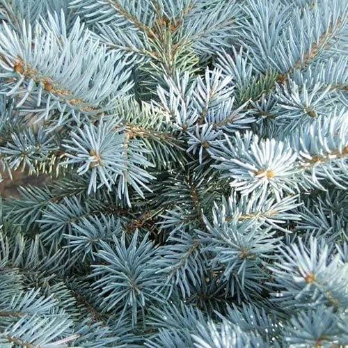 Picea Pungens Fat Albert 7 Picea Pungens Fat Albert - Image 5