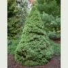 Picea Glauca Sanders Blue