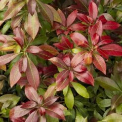 Pieris Japonica Katsura -Eco Nest Store Pieris japonica Katsura01