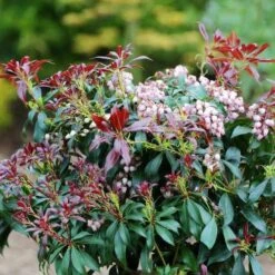 Pieris Japonica Katsura -Eco Nest Store Pieris japonica Katsura03