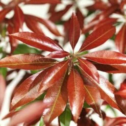 Pieris Japonica Katsura -Eco Nest Store Pieris japonica Katsura06