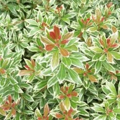 Eco Nest Store -Eco Nest Store Pieris japonica Little Heath