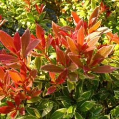 Eco Nest Store 26 Pieris Japonica Little Heath