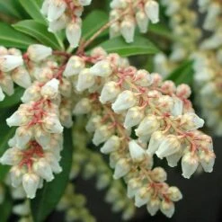 Pieris Japonica Little Heath -Eco Nest Store Pieris japonica Little Heath 04