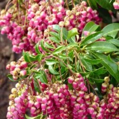 Pieris Japonica Passion -Eco Nest Store Pieris japonica Passion05