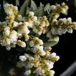 Pieris Japonica Sarabande -Eco Nest Store Pieris japonica Sarabande 02