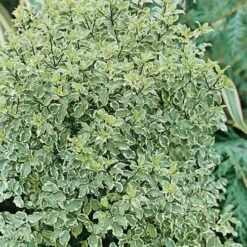 Pittosporum Tenuifolium Silver Queen -Eco Nest Store Pittosporum ten Silver Queen 03