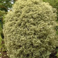 Pittosporum Tenuifolium Silver Queen -Eco Nest Store Pittosporum ten Silver Queen 04