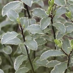 Pittosporum Tenuifolium Silver Queen -Eco Nest Store Pittosporum ten Silver Queen 05