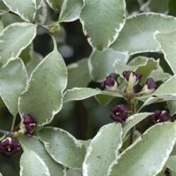Pittosporum Tenuifolium Silver Queen -Eco Nest Store Pittosporum ten Silver Queen 06