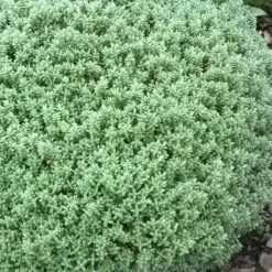 Pittosporum Tenuifolium Golf Ball -Eco Nest Store Pittosporum tenuifolium Golf Ball 03