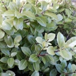 Pittosporum Tenuifolium Golf Ball -Eco Nest Store Pittosporum tenuifolium Golf Ball 04