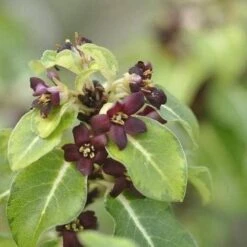 Pittosporum Tenuifolium Gold Star -Eco Nest Store Pittosporum tenuifolium Gold Star 03x