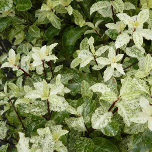 Pittosporum Tenuifolium Irene Paterson 4 Pittosporum Tenuifolium Irene Paterson - Image 2